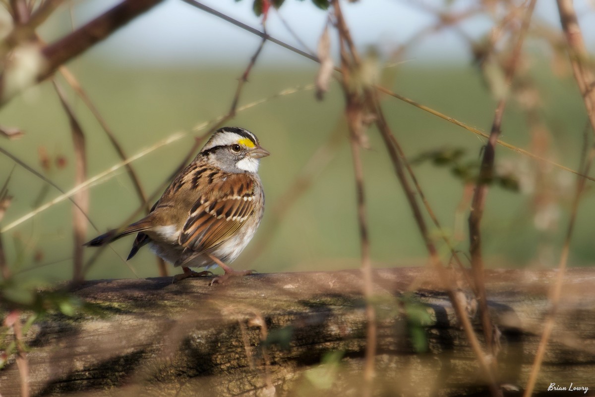 White-throated Sparrow - Brian Lowry
