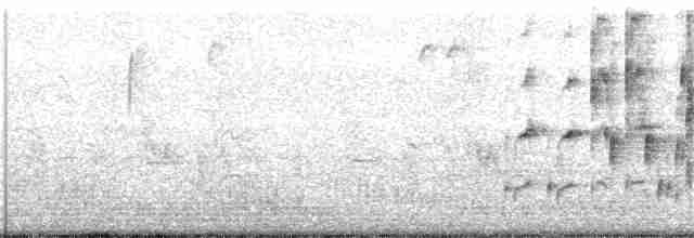 Marsh Wren (palustris Group) - ML128258061
