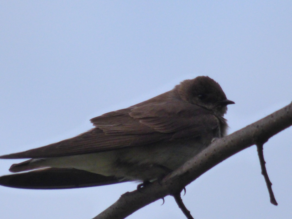 Northern Rough-winged Swallow - Wilmer  Fernandez