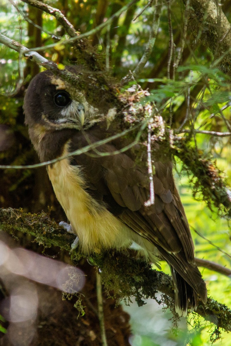 Tawny-browed Owl - João Vitor Andriola