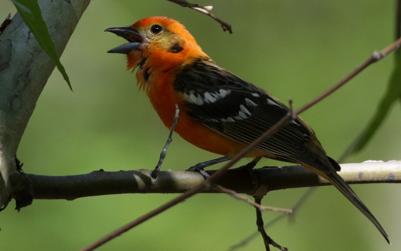 Flame-colored Tanager - Mark Scheel