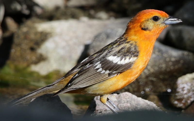 Flame-colored Tanager - Mark Scheel