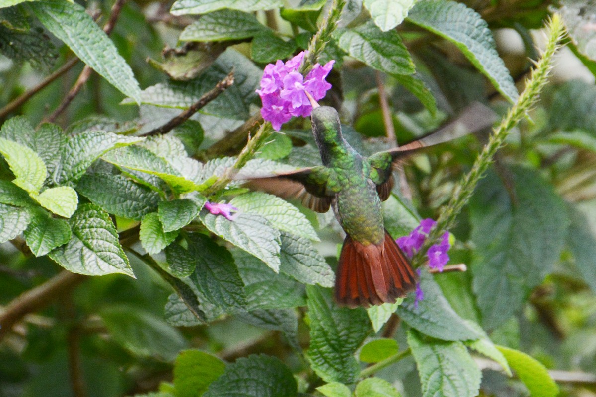 Rufous-tailed Hummingbird - ML128265021
