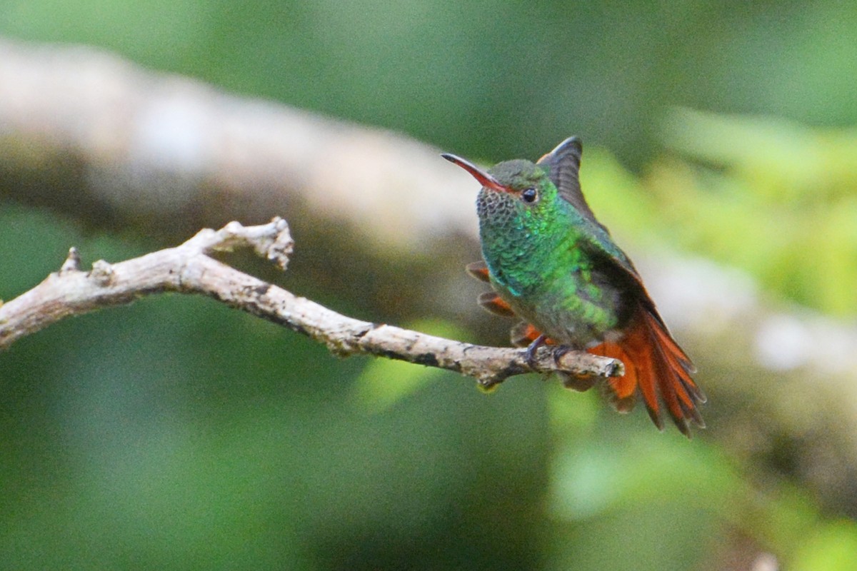 Rufous-tailed Hummingbird - ML128265051