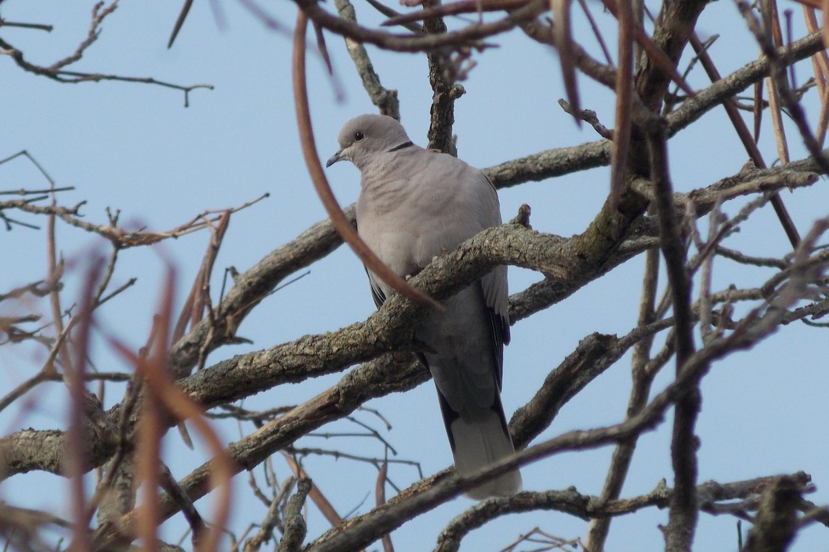 Eurasian Collared-Dove - Troy Shively