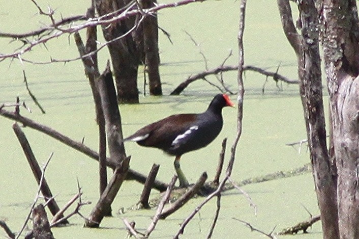 Common Gallinule - Troy Shively