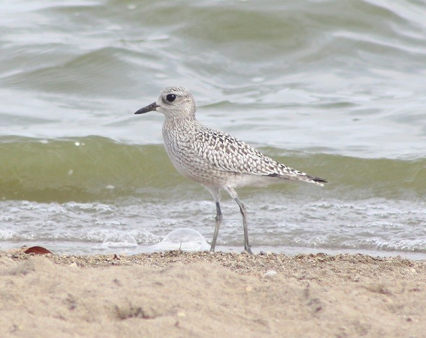 Black-bellied Plover - Troy Shively