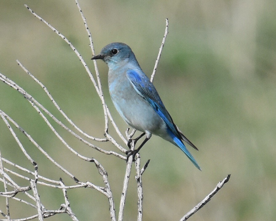 Mountain Bluebird - Don Hoechlin