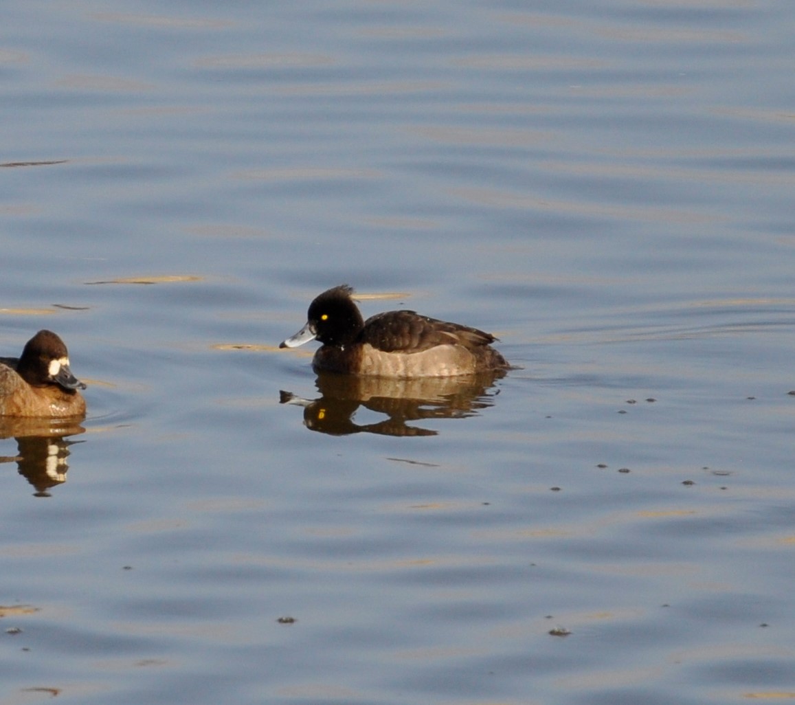 Tufted Duck - ML128276811