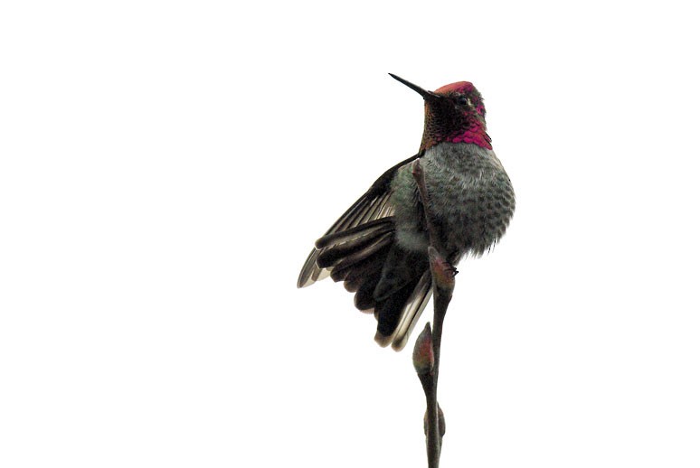 Anna's Hummingbird - Phil Kahler