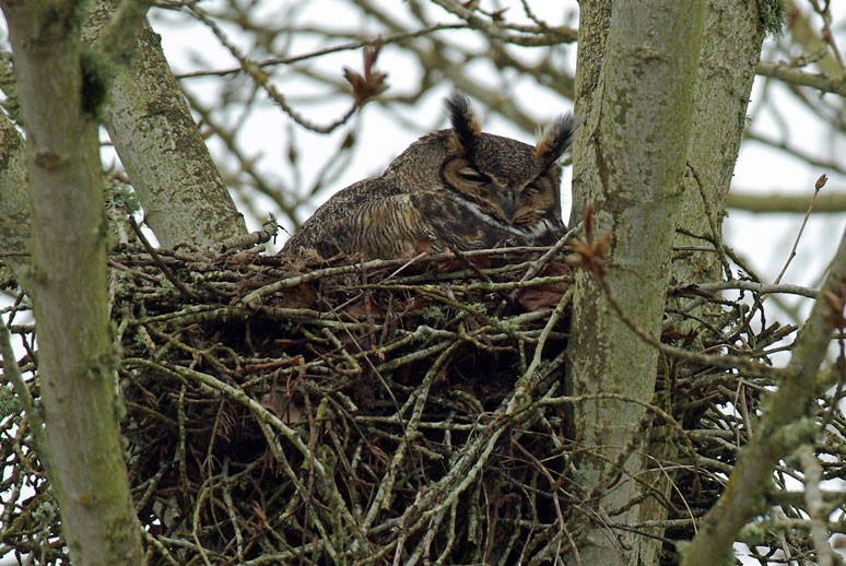 Great Horned Owl - ML128279381