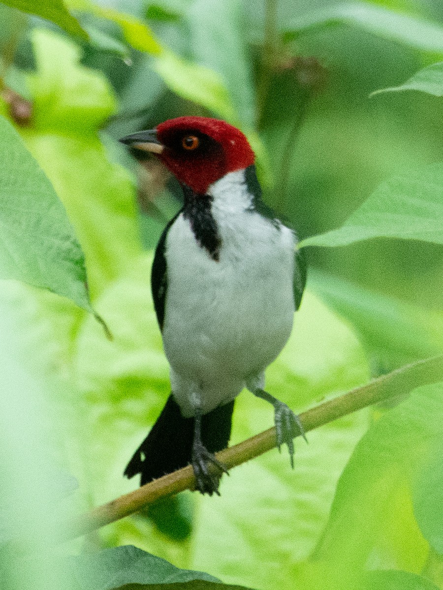 Red-capped Cardinal - ML128280231