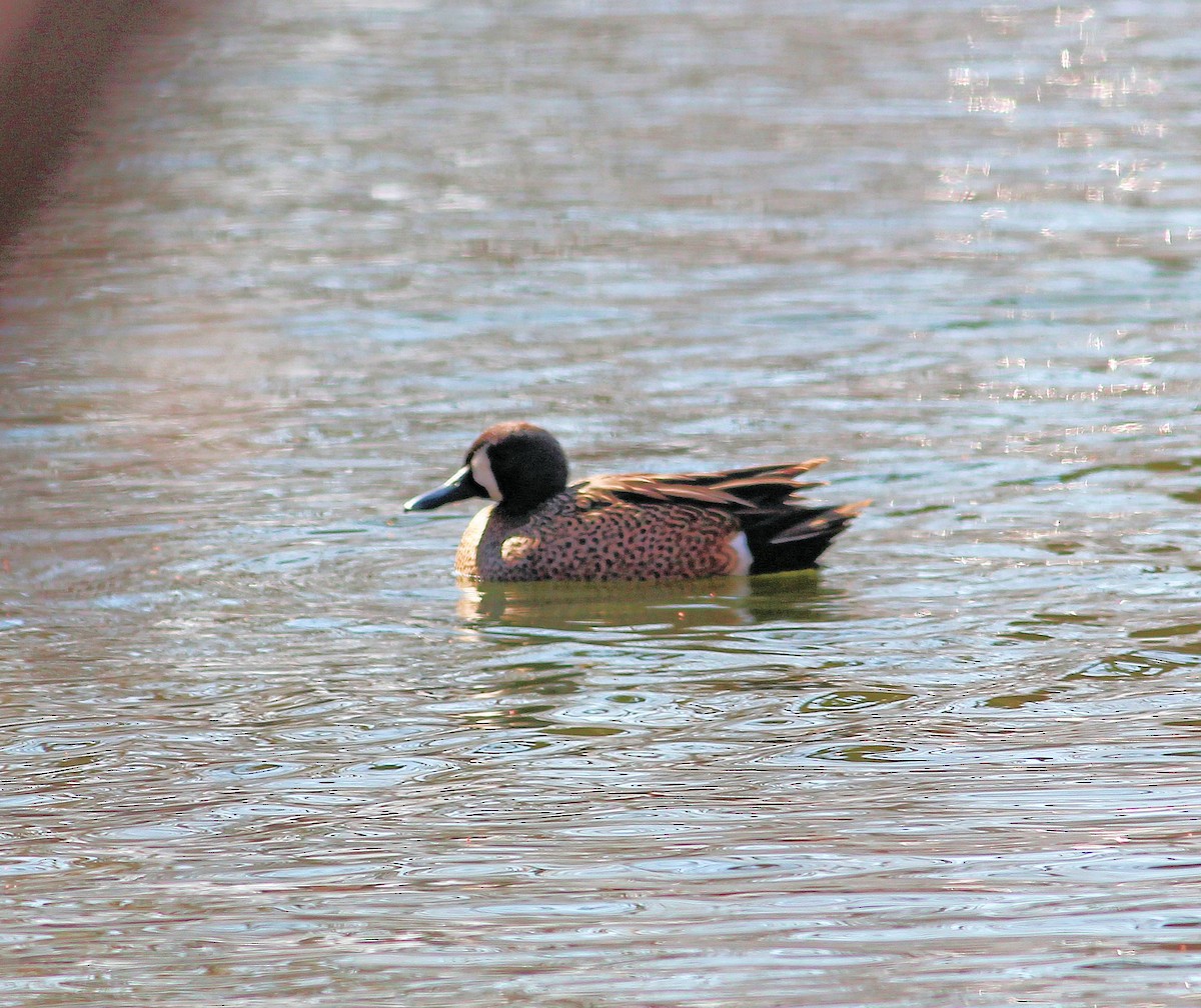 Blue-winged Teal - ML128280491