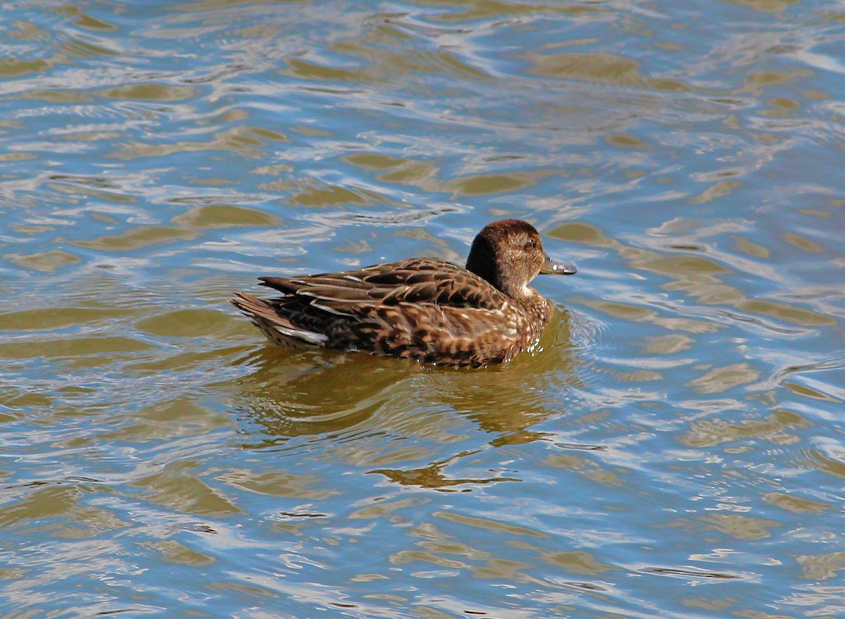 Green-winged Teal - ML128284791