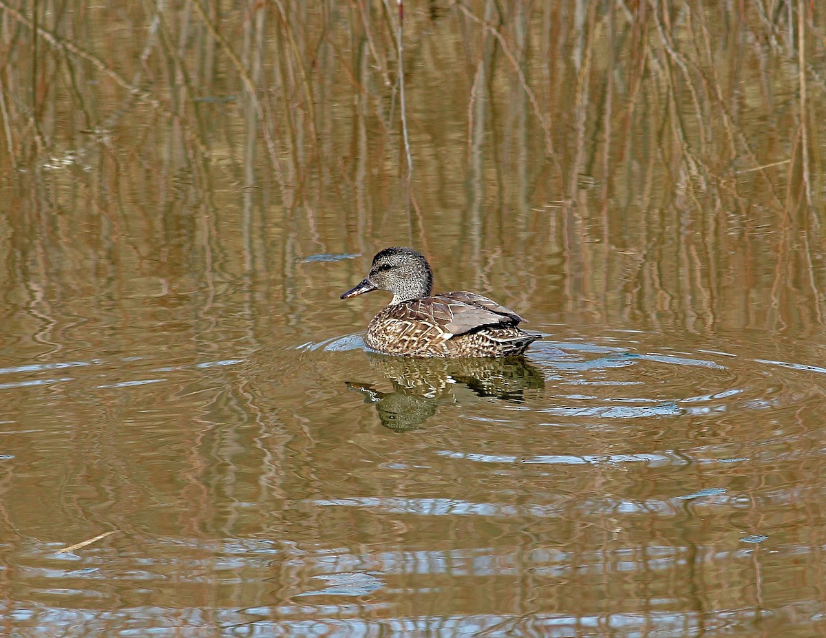 Green-winged Teal - ML128287831