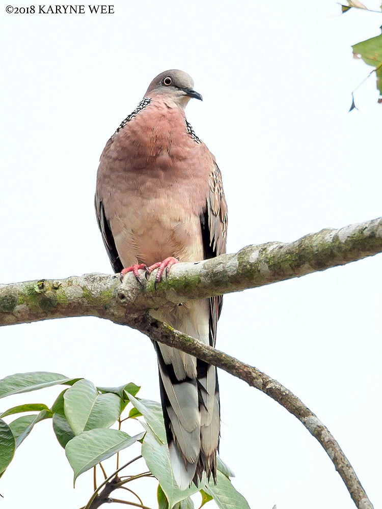 Spotted Dove - ML128288151