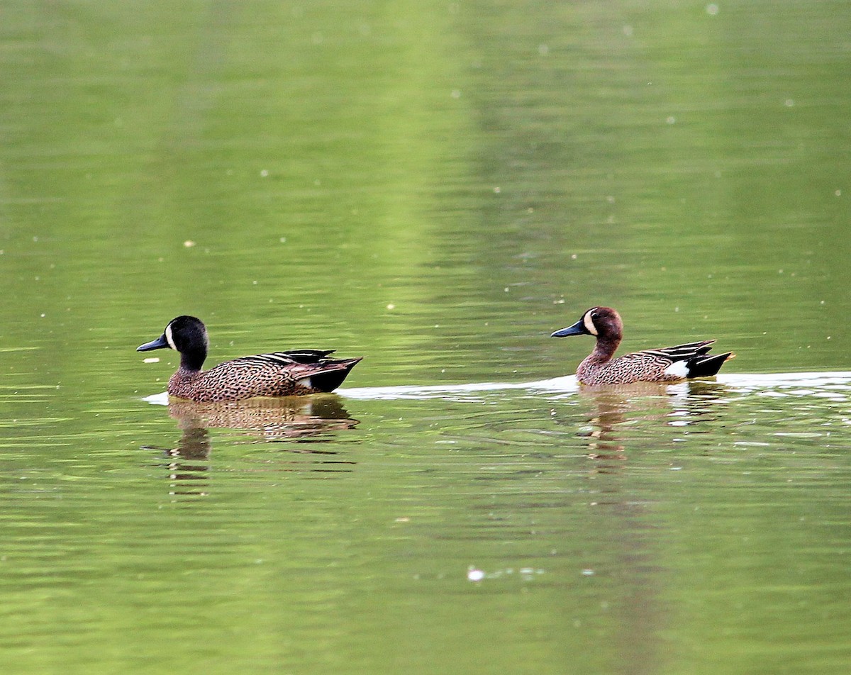 Blue-winged Teal - ML128291031
