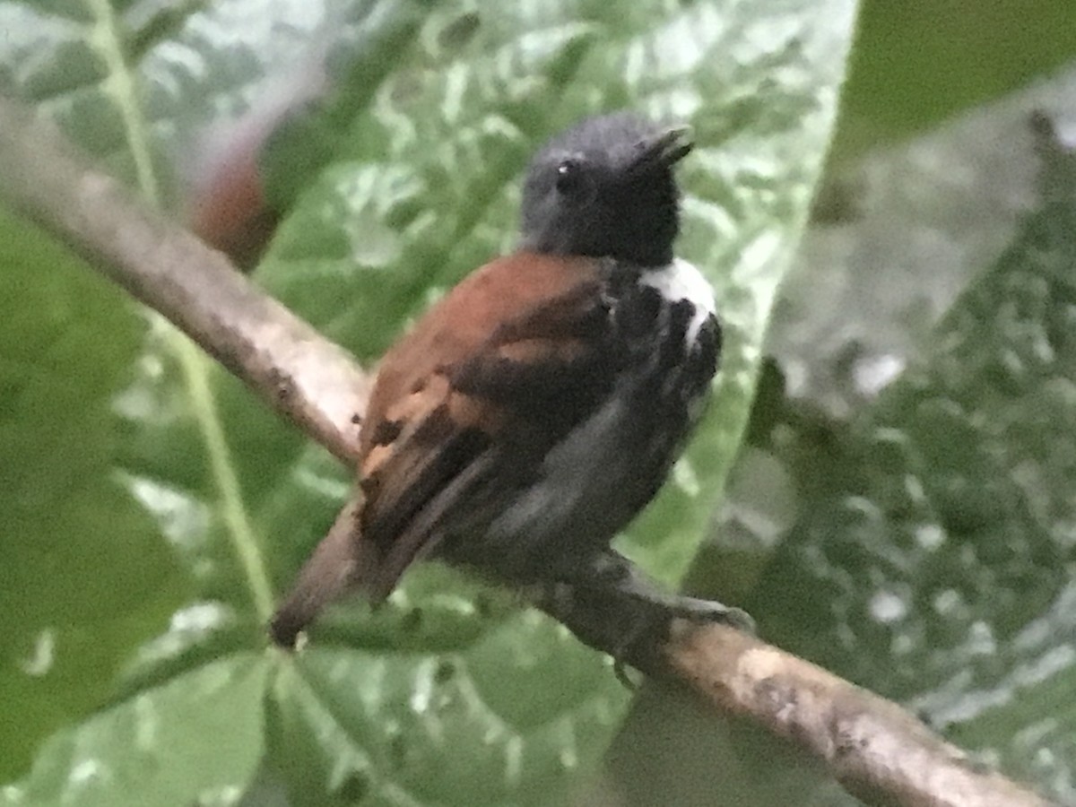 Spotted Antbird - ML128291121