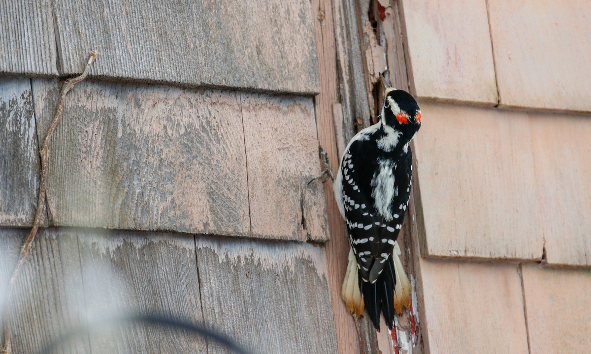 Hairy Woodpecker (Eastern) - ML128294921
