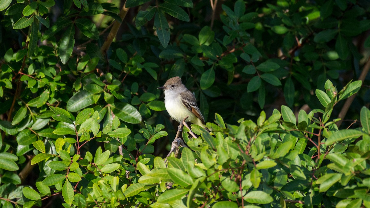 Ash-throated Flycatcher - Kyle Matera