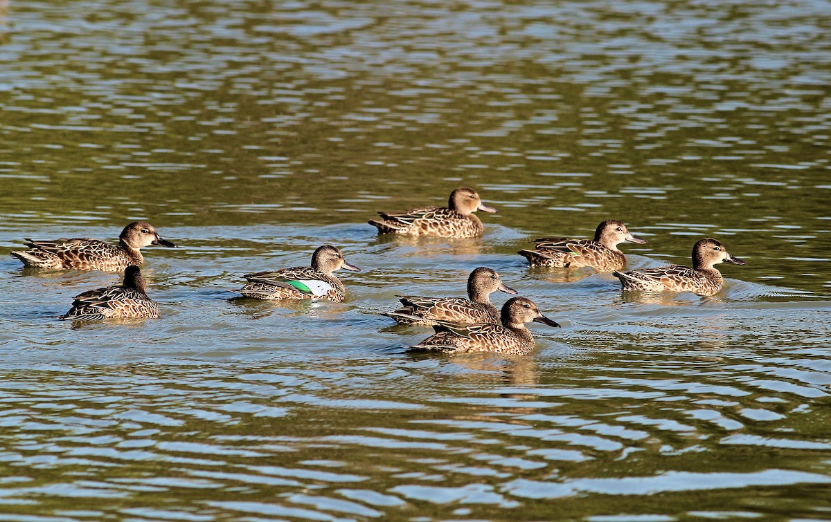 Green-winged Teal - ML128296091