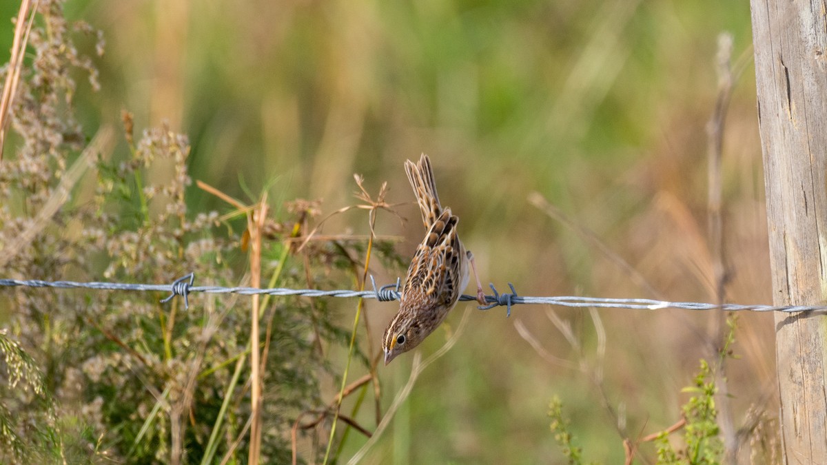Grasshopper Sparrow - ML128297321
