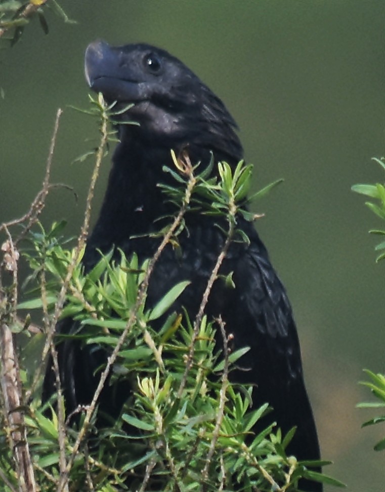 Smooth-billed Ani - andres ebel