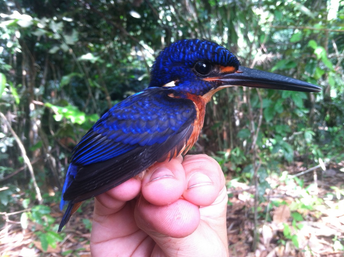 Blue-eared Kingfisher - ML128299761