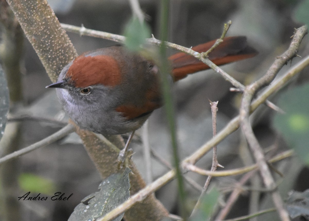Sooty-fronted Spinetail - andres ebel