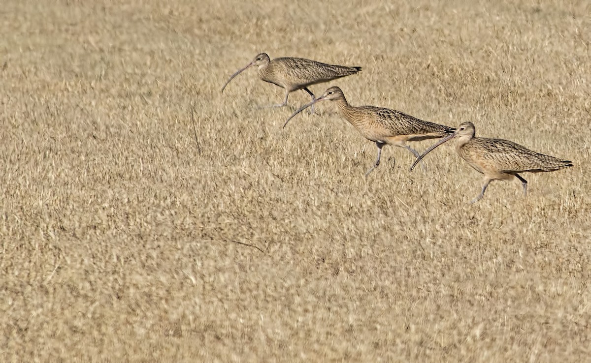 Long-billed Curlew - ML128302831