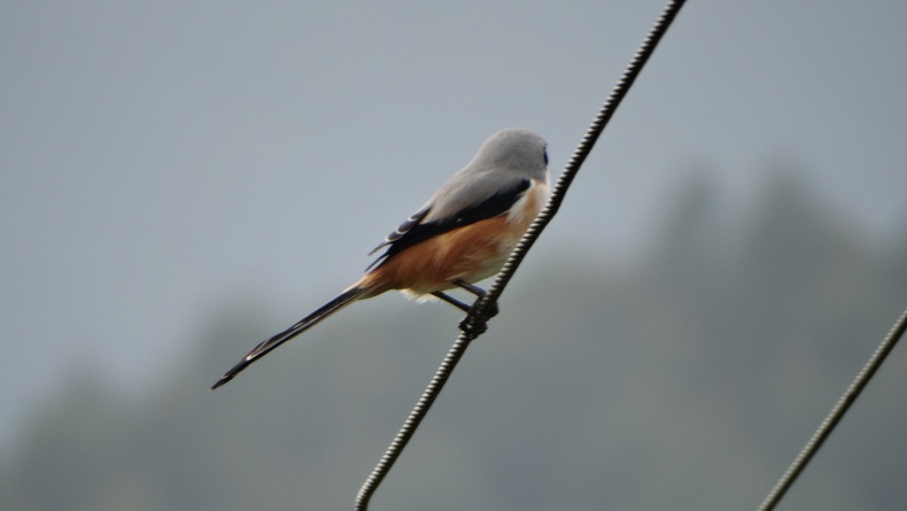 Long-tailed Shrike - ML128304701