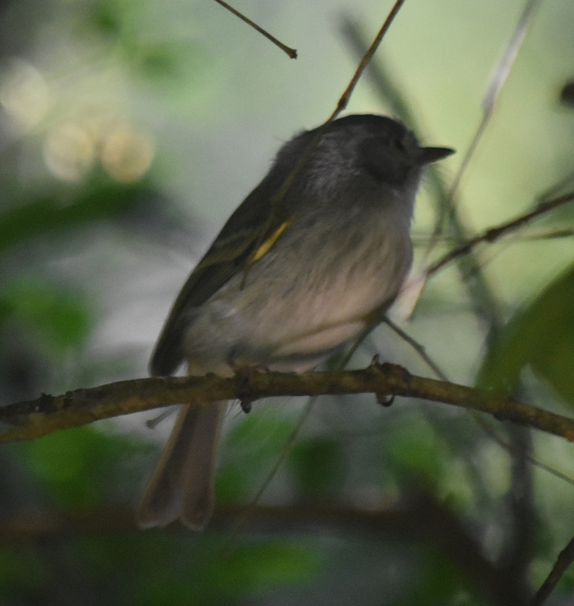 Pearly-vented Tody-Tyrant - ML128304871