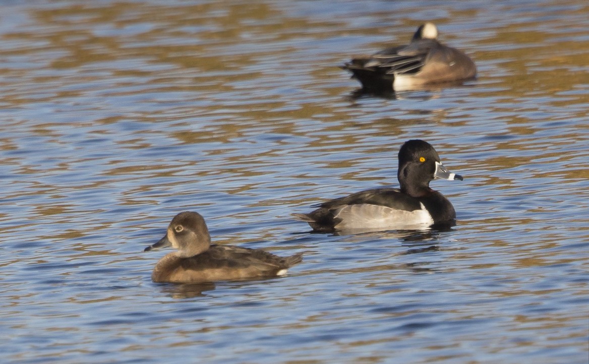 Ring-necked Duck - Gail  West