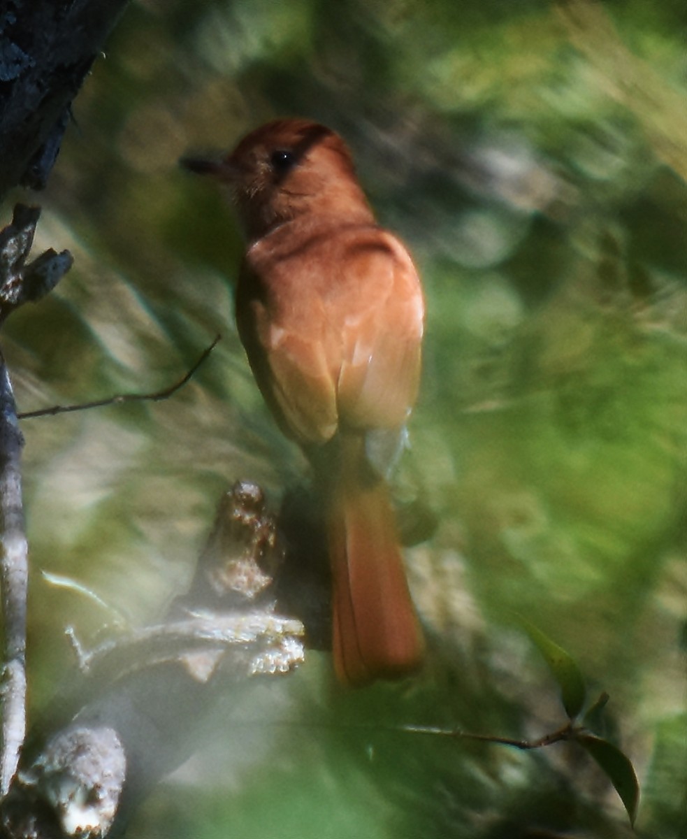 Rufous Casiornis - andres ebel