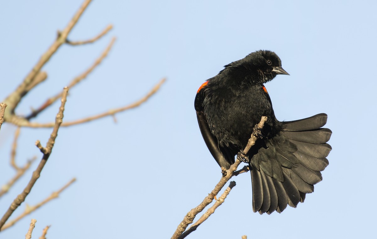 Red-winged Blackbird - Carl Giometti 🍹