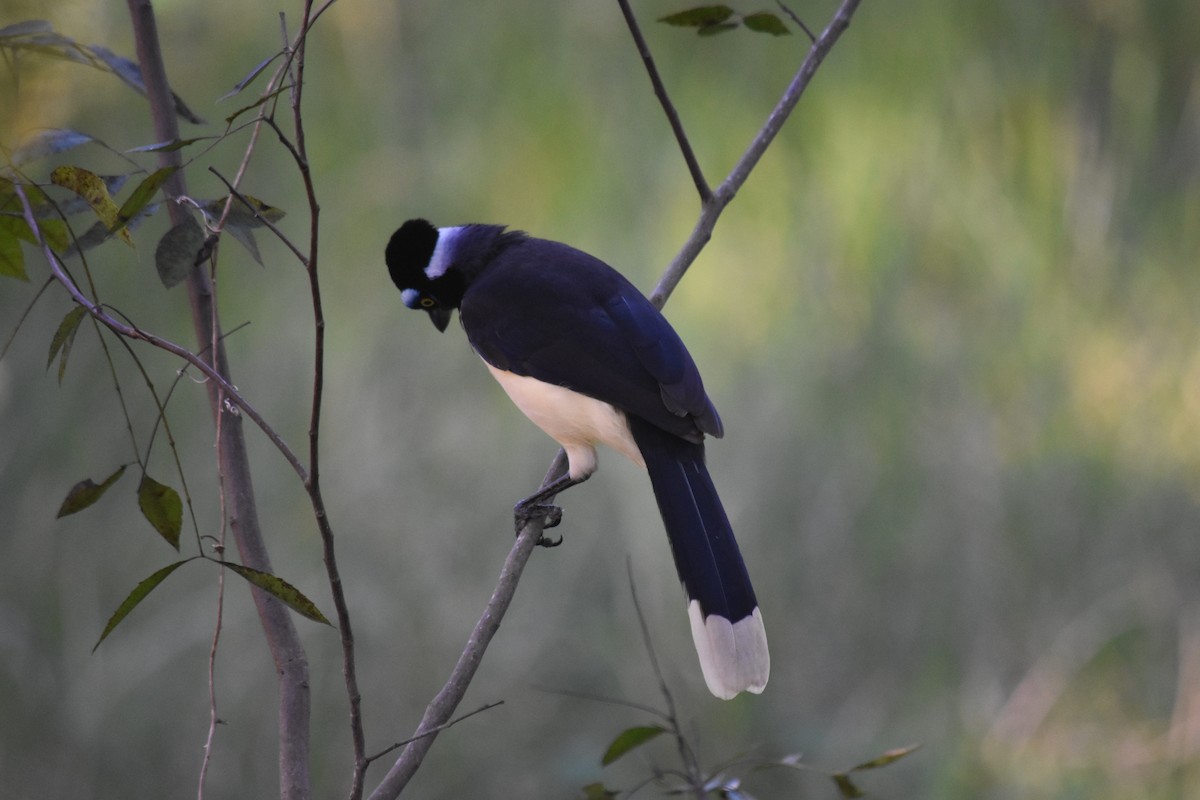 Plush-crested Jay - andres ebel