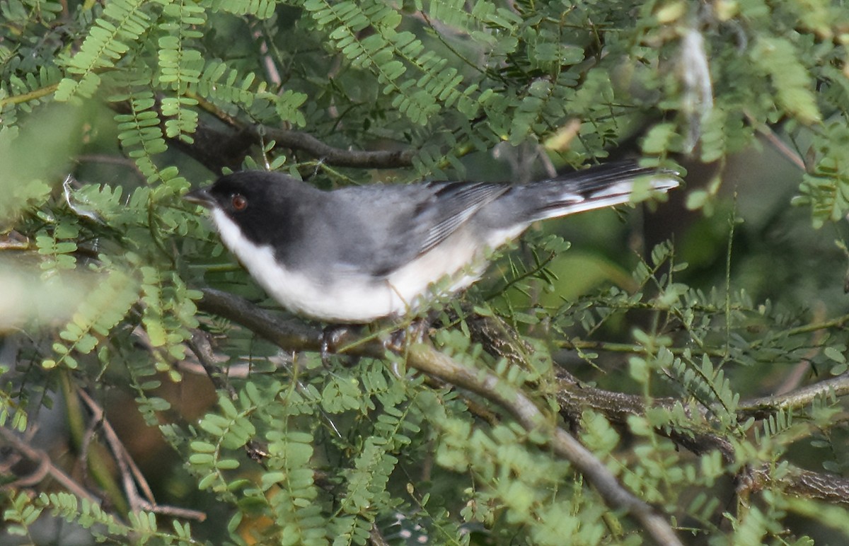 Black-capped Warbling Finch - ML128307631