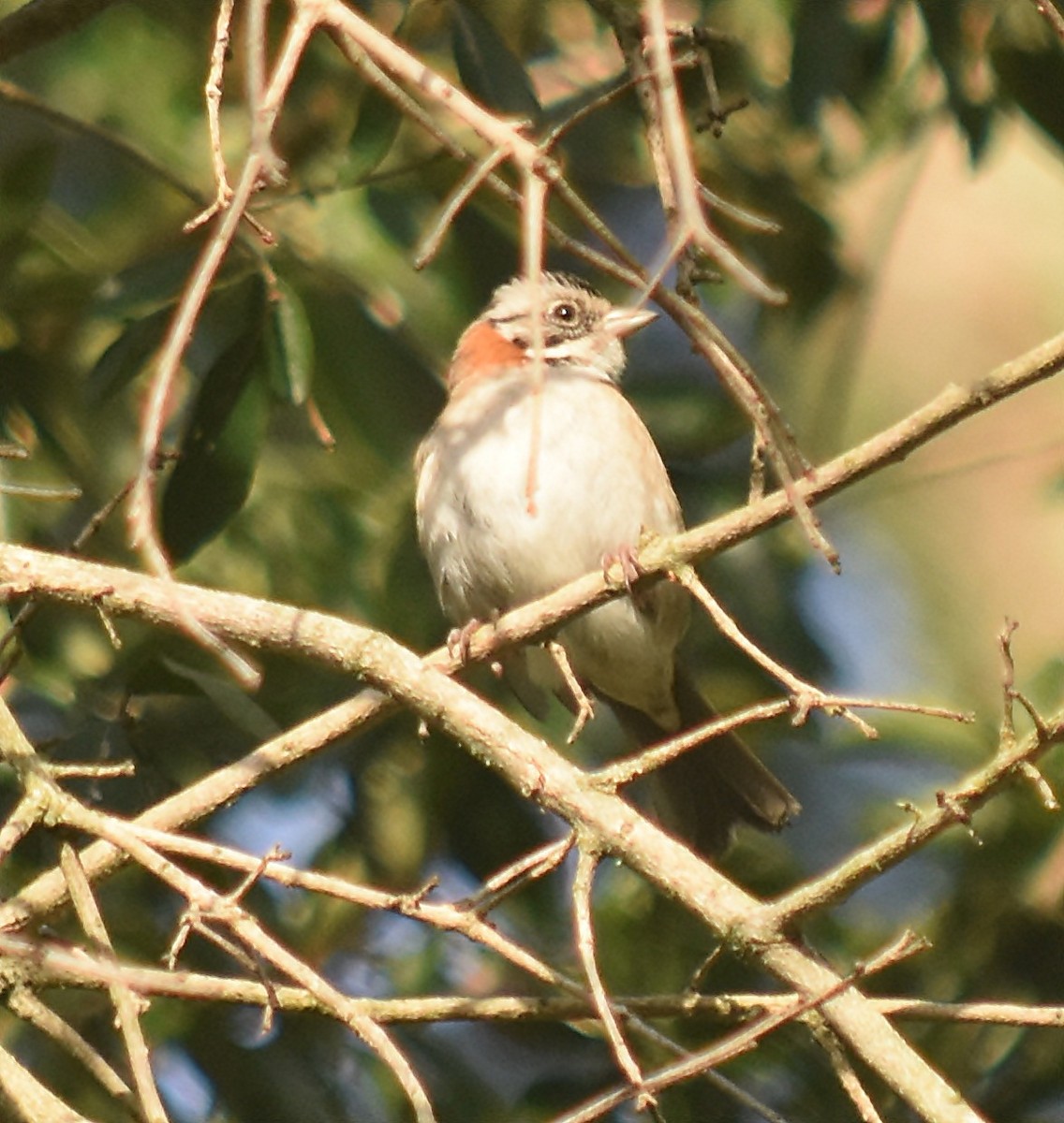 Rufous-collared Sparrow - ML128307751