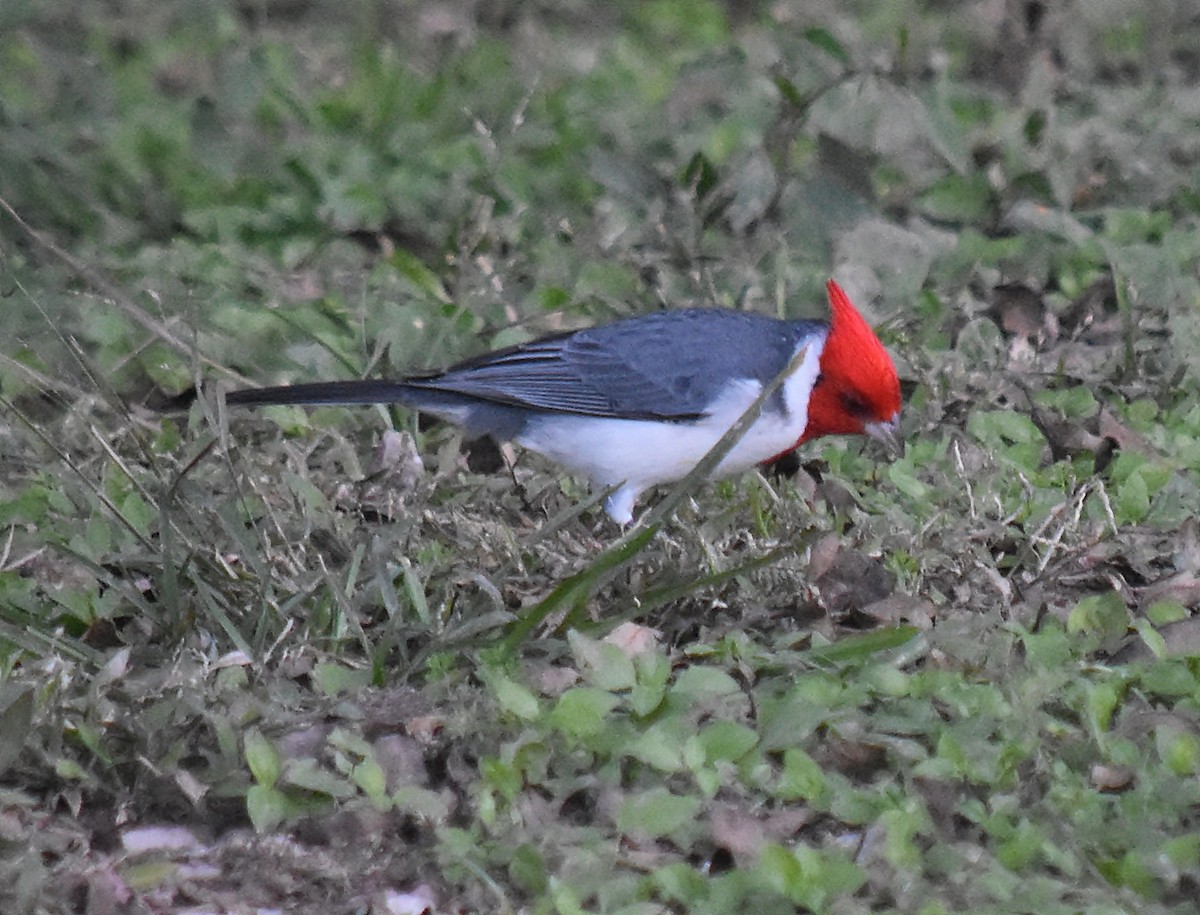 Red-crested Cardinal - ML128307991