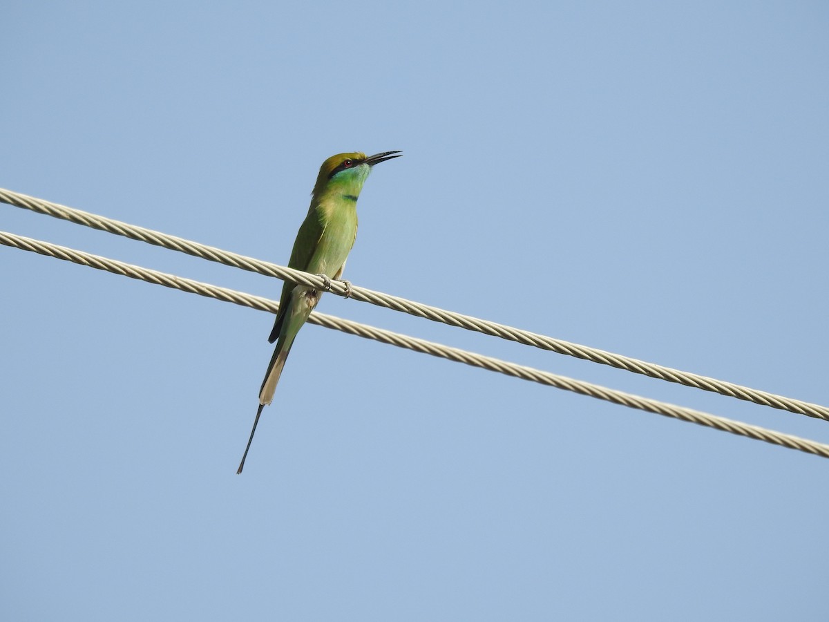 Asian Green Bee-eater - Sourav Halder