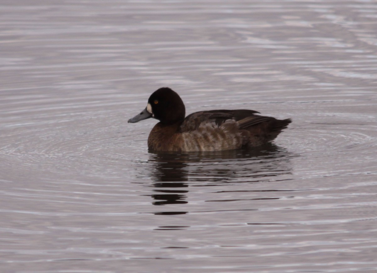 Greater Scaup - Tom Forwood JR