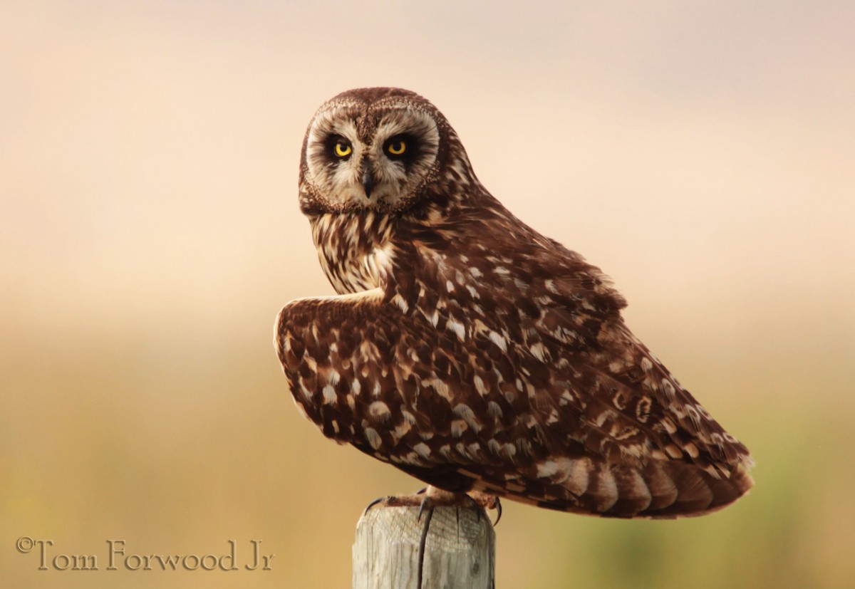 Short-eared Owl - ML128310391