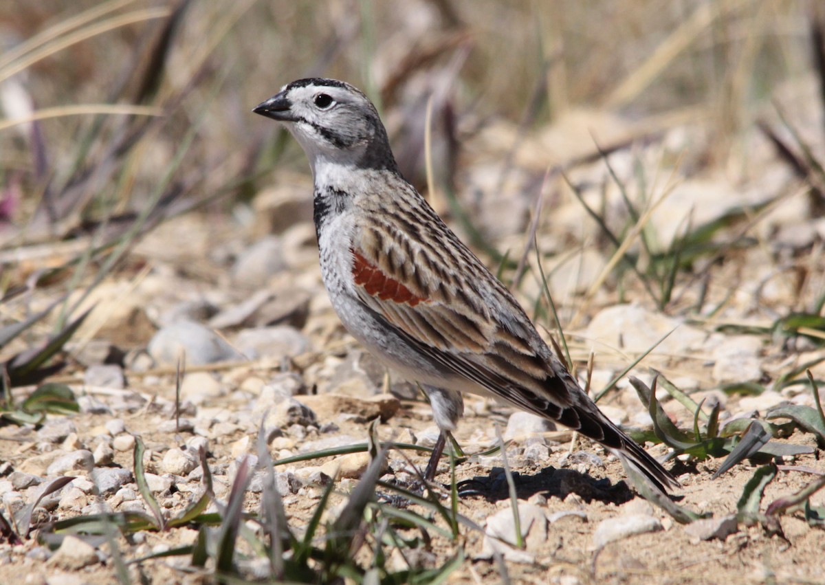 Thick-billed Longspur - ML128311091
