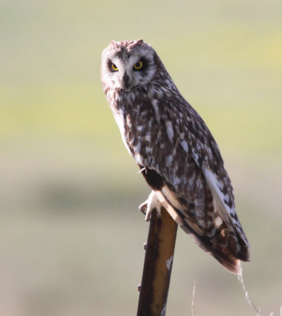 Short-eared Owl - ML128311321