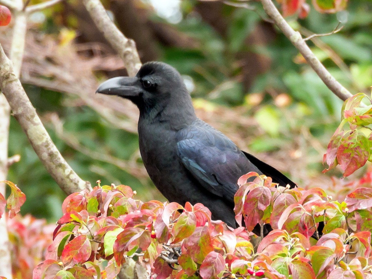 Large-billed Crow - ML128311961