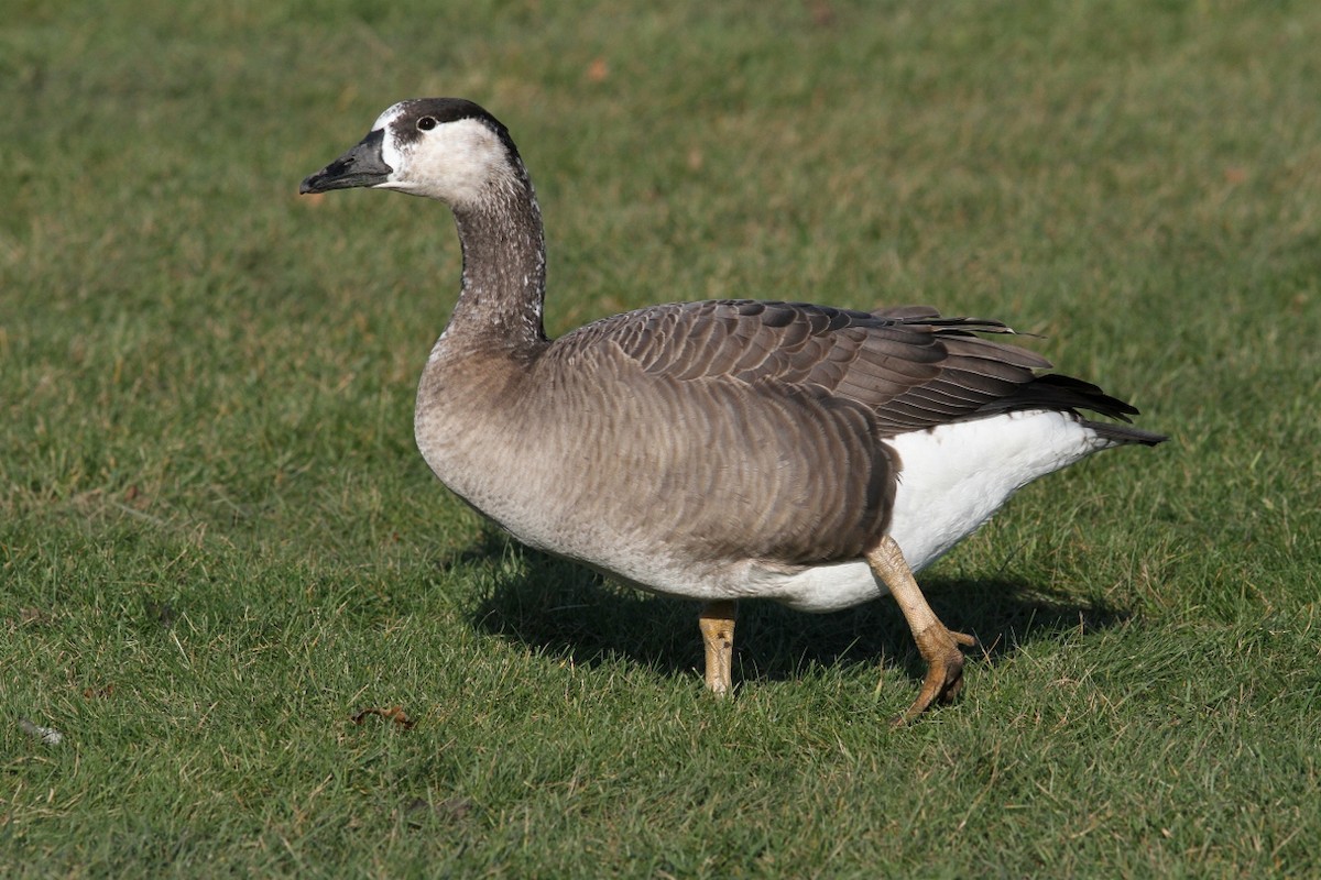 Swan Goose x Canada Goose (hybrid) - ML128312871