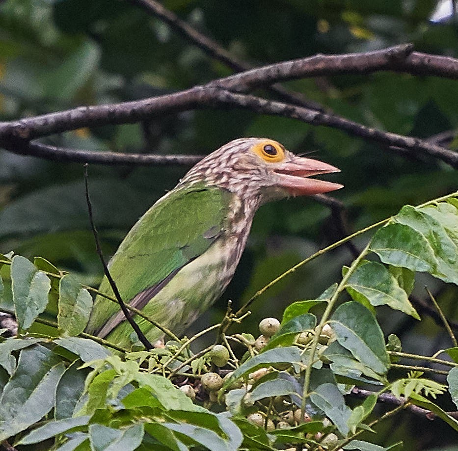 Lineated Barbet - ML128312891