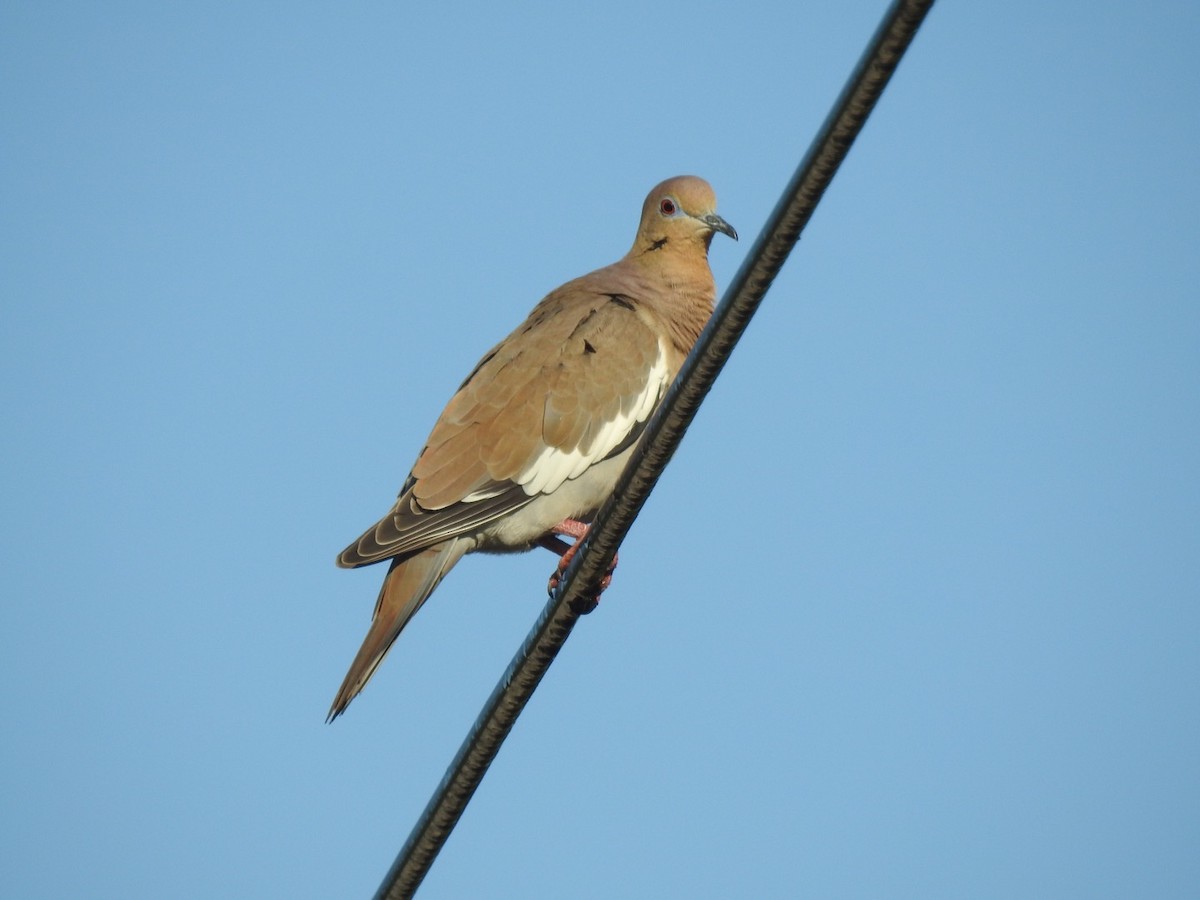 White-winged Dove - ML128316581