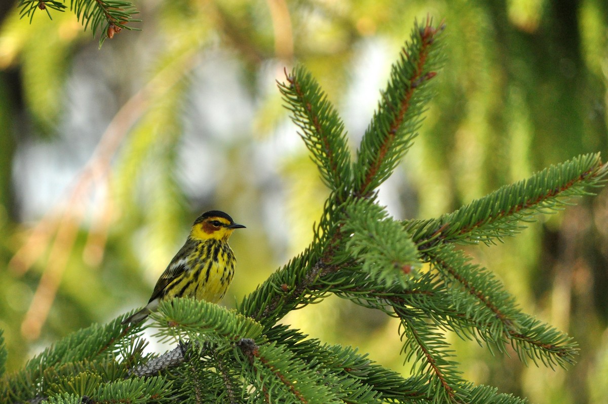 Cape May Warbler - ML128316731