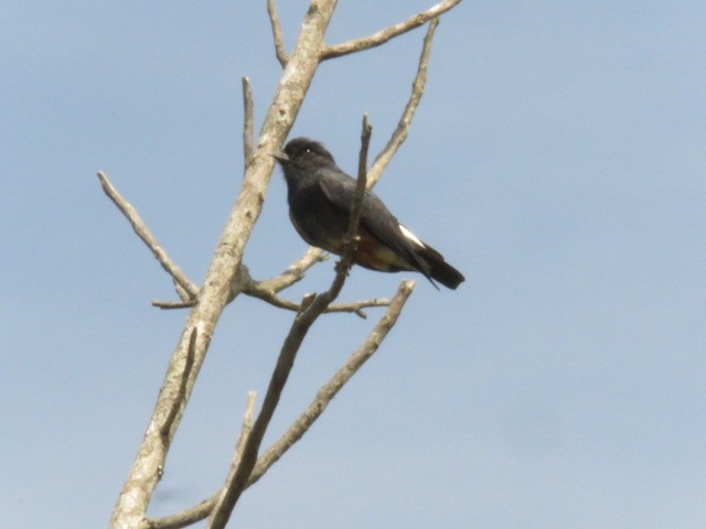 Swallow-winged Puffbird - ML128316861